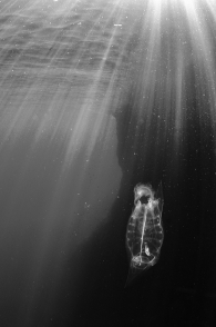 Underwater alien