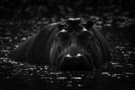 Mono hippo stares at camera from river