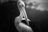 Pelican Prime