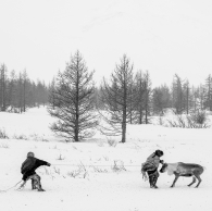 Capturing reindeer