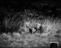 The roaming fox