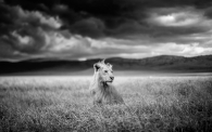 Lion, Ngorongoro, Tanzania