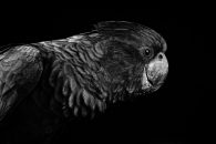 Profile of a Black Cockatoo