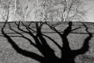 Shadow Roots