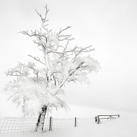 Frozen Tree, Durham 