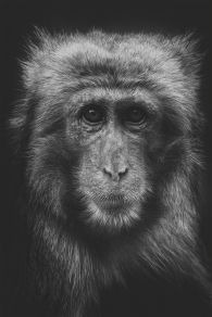 Gaze of japanese macaque