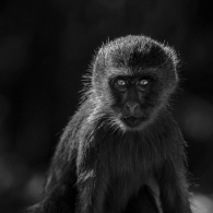 Vervet_monkey