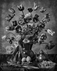 Tulips of Rembrandt 1