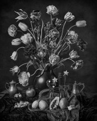 Tulips of Rembrandt 2