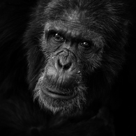 Chimpanzee; The Connection.