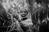 The experienced coffee picker
