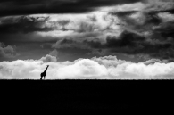 Giraffe shadow