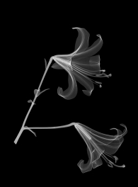 Gill-Allan_Two Lilies Floral Xray