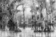 Lake Caddo in the Mists