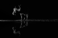 Buffel reflection