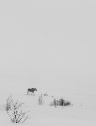 Snowstorm Elk