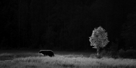 Bear and the Tree