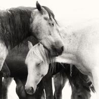 Sweet Dreams (Onaqui Wild Horses)