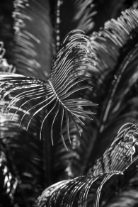 Light Play around a Palm Leaf