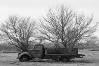 Old Truck with trees
