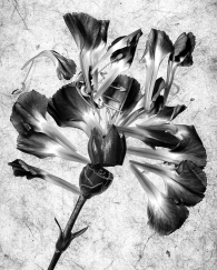 Floral Dissection