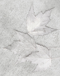 Grisaille Leaves