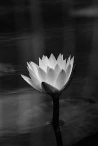 A water Lily in Gwangneung Arboretum
