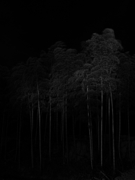 Bamboo forest in the midnight