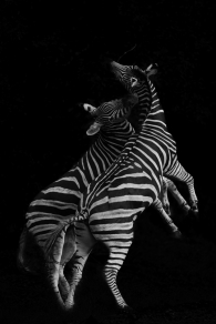Wagemaker Hans- Black on White or White on Black - Zebra Stallions Battle