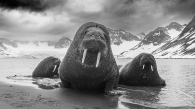 Walrus trio