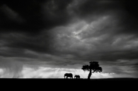 Elephants in a storm