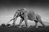  The Largest Tusks in Africa