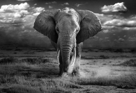   African elephant