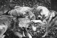 Wolves family