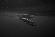 Dolphins Under the Stars
