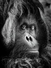 Looking into the soul of an ape