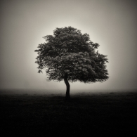 The Resilient Tree