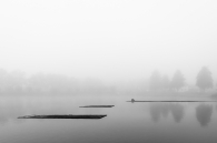 Cormorant in the fog