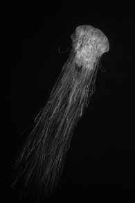 Jellyfish hair