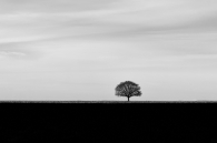 Hammermann-Jürgen-the lonely tree