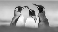King penguin meeting