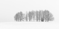 Finney-Lorraine-Winter Trees In Isolation