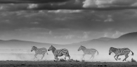 Zebras on the Run
