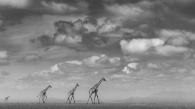 Giraffe formation