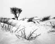 Kennemer dunes, South-Kennemerland National Park, IJmuiden aan Zee, Netherlands, March 2023