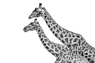 Giraffe Duet