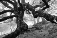 Misty laurel forest