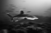 Silvertip Shark Blur