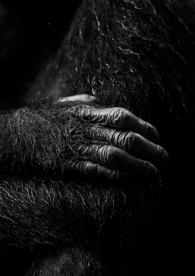 The hand of a chimpanzee