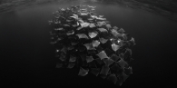 Mobula Rays at Dawn